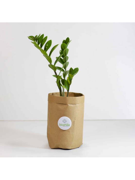 Lucky Plant (Zamioculcas Zamiifolia)